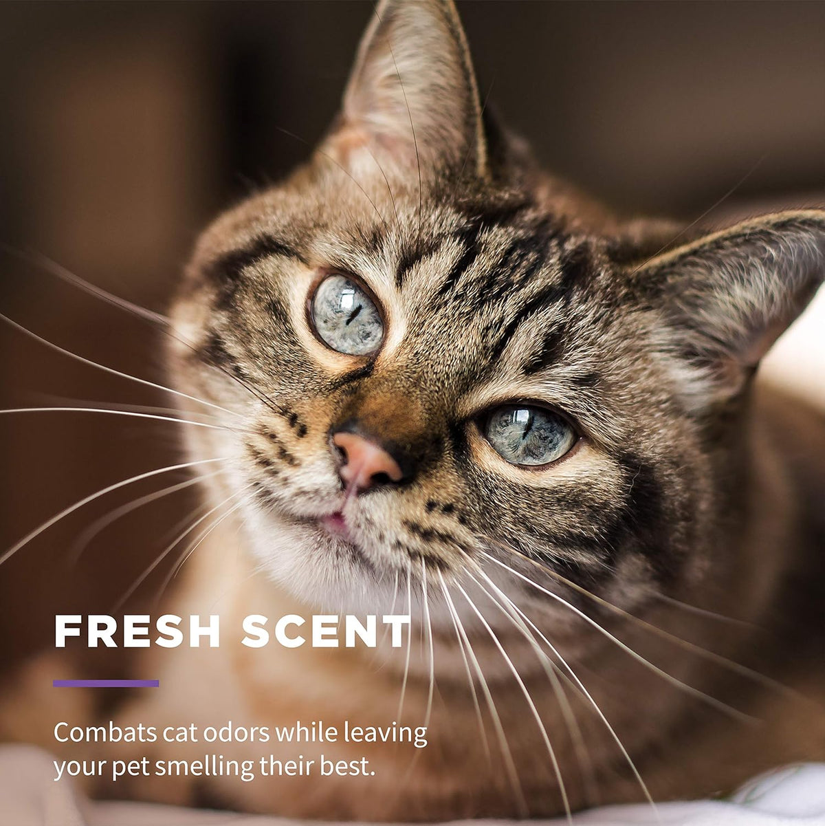 for Cats Freshening Wipes with Aloe Vera, Fresh, 12-Pk